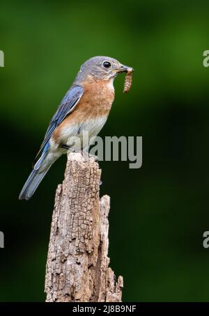 Bluebird orientale femmina con insetto Foto Stock