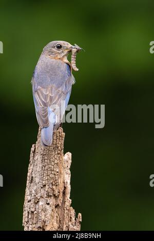 Questo bluebird ha un panino di insetto. Foto Stock