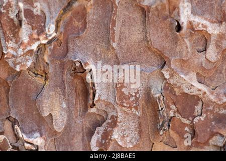 Corteccia di cresta scalata di Pinus Ponderosa, Pinaceae, albero sempreverde autoctono dei Monti San Jacinto, catena peninsulare, Estate. Foto Stock