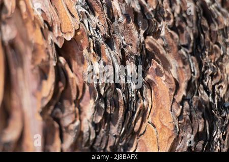 Corteccia di cresta scalata di Pinus Ponderosa, Pinaceae, albero sempreverde autoctono dei Monti San Jacinto, catena peninsulare, Estate. Foto Stock