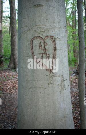 Iniziali incise nella struttura ad albero Foto Stock