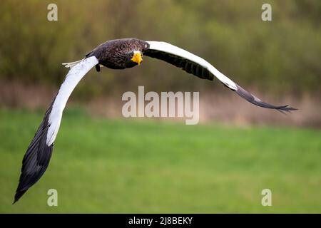 Un'aquila di Kamchatka vola il pascolo intorno ad un falconer. Foto Stock