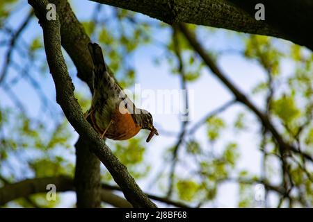 Un Robin americano (Turdus migratorius) che tiene un verme nel suo becco - fotografia di riserva Foto Stock