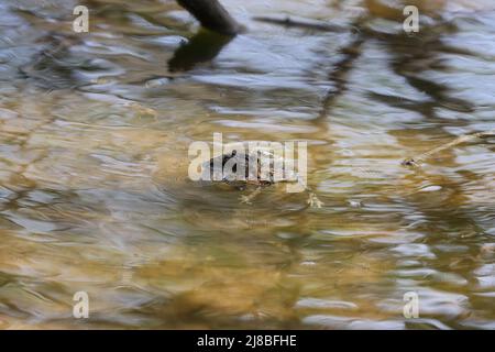 Il rospo americano orientale (Anaxyrus americanus americanus) sottospecie rospo americano in primavera durante la riproduzione Foto Stock