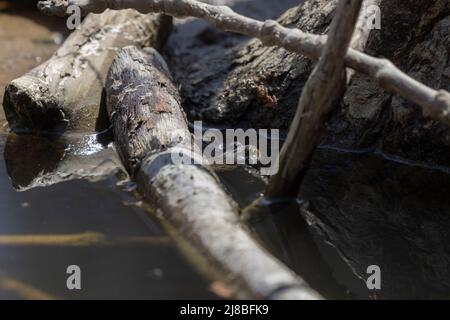 Il rospo americano orientale (Anaxyrus americanus americanus) sottospecie rospo americano in primavera durante la riproduzione Foto Stock