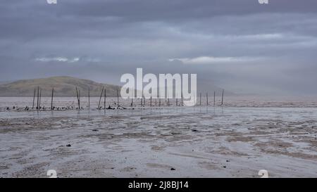 Le reti di salmone a Balcary Bay ad Auchencairn in una giornata bagnata nuvolosa in Scozia Foto Stock