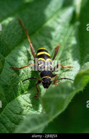 WASP Beetle Clytus arietis, un scarabeo di longhorn nero e giallo sulle ortiche durante maggio, Regno Unito Foto Stock