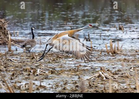 La gru di sandhill (Antigone canadensis) decollo dalla palude Foto Stock