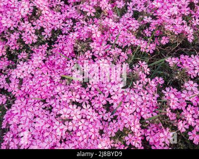 Fiori di Phlox subulata nel graden in primavera. Foto Stock