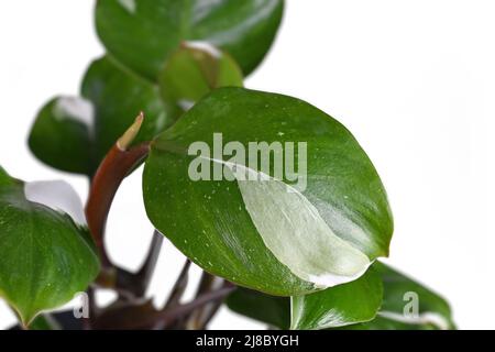 Foglia di houseplant tropicale 'Philodendron White Knight' con macchie bianche di variegazione su sfondo bianco Foto Stock