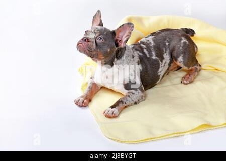 Giovane merle tan francese Bulldog cane sdraiato su coperta gialla Foto Stock