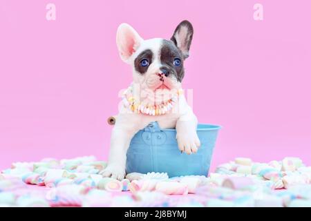 Cucciolo di cane Bulldog francese pied blu in secchio tra dolci marshmallow su sfondo rosa Foto Stock