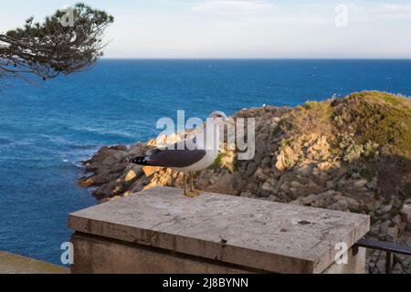 Gabbiano adulto che riposa molto vicino ad una scogliera nel Mar Mediterraneo. Foto Stock