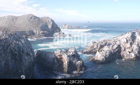 Gregge di pellicani marroni sulla scogliera, isola rocciosa nell'oceano, paesaggio di Point Lobos, fauna selvatica di Monterey, costa della California, Stati Uniti. Grandi onde che si infrangono, uccelli che volano. Molti pelecanus nidificanti, colonia di animali selvatici. Foto Stock