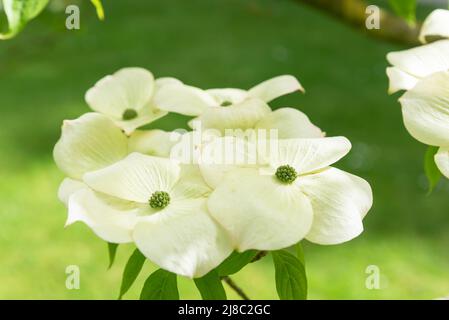 Cornus x rutgersensis 'Aurora' Foto Stock