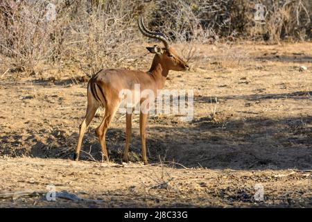 Un solo impala (Aepyceros melampus) si snoda attraverso il cespuglio, Namibia, Africa sudoccidentale Foto Stock