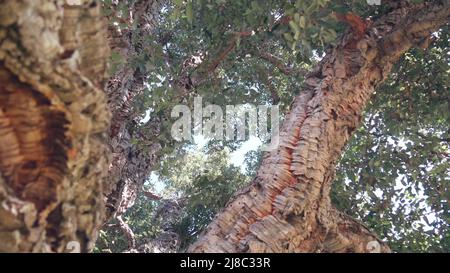 Grande albero di sughero o tronco di corkwood grande, rami e fogliame di baldacchino dal basso, verde angolo basso vista. Foresta o bosco, sotto il verde lussureggiante di enorme pianta gigante. Foglie verdi alla luce del sole. Foto Stock