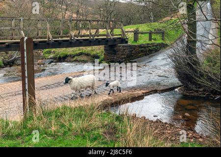 La passerella e Ford attraverso Baysdale Beck a HOB Hole vicino Westerdale nel North York Moors Foto Stock