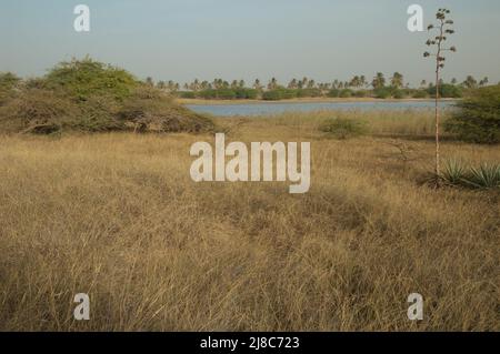 Fiume Senegal nel Parco Nazionale di Langue de Barbarie. Saint-Louis. Senegal. Foto Stock