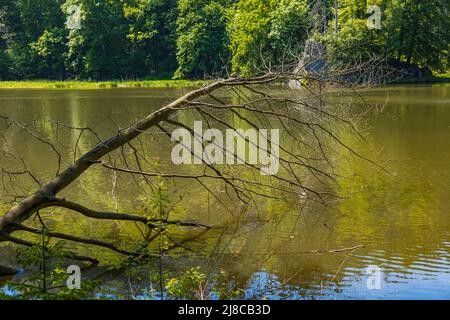 Lungo ramo vecchio di albero caduto sopra il lago di Modre Foto Stock