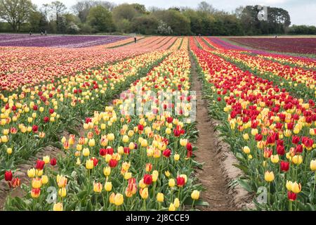Tulip field near King's Lynn, Norfolk Foto Stock