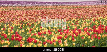 Tulip field near King's Lynn, Norfolk Foto Stock