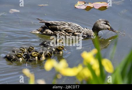 (220515) -- PECHINO, 15 maggio 2022 (Xinhua) -- le anatre selvatiche nuotano nel lago nel parco di Yuanmingyuan a Pechino, capitale della Cina, 15 maggio 2022. (Xinhua/li Xin) Foto Stock