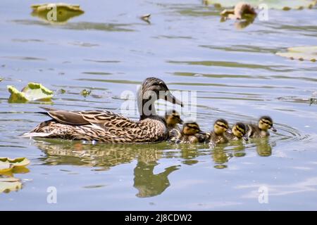 (220515) -- PECHINO, 15 maggio 2022 (Xinhua) -- le anatre selvatiche nuotano nel lago nel parco di Yuanmingyuan a Pechino, capitale della Cina, 15 maggio 2022. (Xinhua/li Xin) Foto Stock