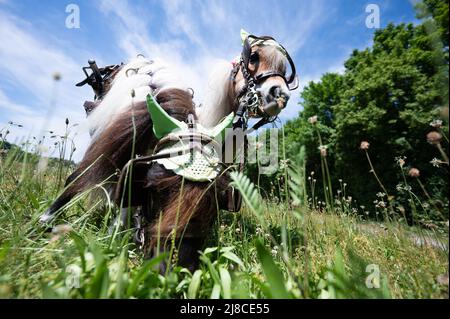 15 maggio 2022, Hessen, Mühlheim am Main: I due mini pony Shetland Moritz (l) e Paulinchen, arenati in una carrozza in miniatura, si nutrono in un prato. I due cavalli possono accelerare la carrozza, chiamata un sulky, fino ad una velocità di 12 km/h e coprire distanze fino a 37 chilometri. Insieme, producono 0,4 cavalli vapore, secondo il loro proprietario, Andrea Tigges-Angelidis. Poiché sono così piccoli, non possono realmente essere cavalcati. Quindi, ottengono la loro corsa sul sulky. "Li mantiene chiari e sani", afferma il proprietario, aggiungendo "Nessun pony, non importa quanto piccolo, deve ottenere grassi". Foto: Sebastiano Foto Stock