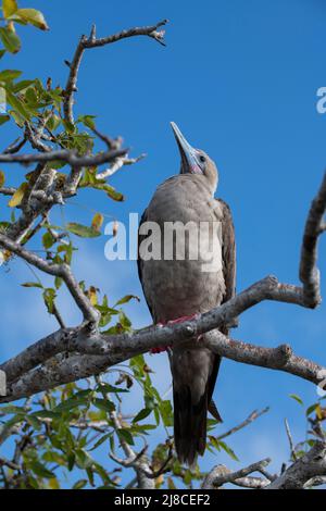 Ecuador, Galapagos, Isola di Genovesa (alias Torre), passi del Principe Filippo. Booby con piedi rossi (Sula sula websteri) Foto Stock