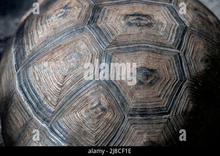 Ecuador, Galapagos, Isabela, Baia di Urbina. Dettaglio guscio tartaruga terra gigante Galapagos (F) che mostra anelli età. Foto Stock