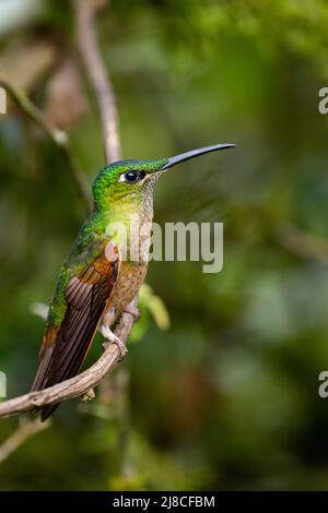 Ecuador, Valle di Tandayapa, Riserva di Alambi. Brilliant (Heliodoxa rubinoides), bruno-bruno-bruno-bruno. Foto Stock