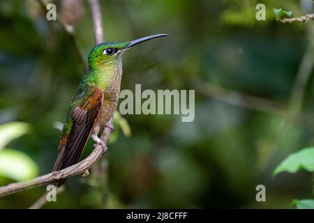 Ecuador, Valle di Tandayapa, Riserva di Alambi. Brilliant (Heliodoxa rubinoides), bruno-bruno-bruno-bruno. Foto Stock