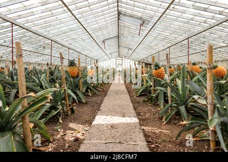 Serra tradizionale delle Azzorre con piantagione di frutta di ananas all'isola di São Miguel nelle Azzorre Foto Stock