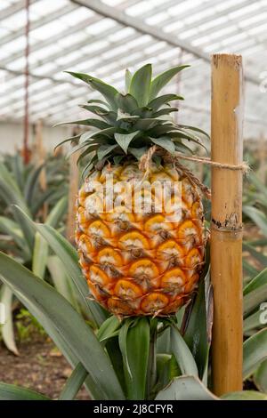 Frutta di ananas in una piantagione tradizionale di serra delle Azzorre a São Miguel Foto Stock