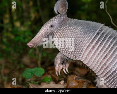 Armadillo a nove bande (Dasypus novemcinctus) in piedi nella foresta, High Island, Texas, USA. Foto Stock