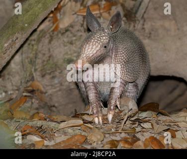 Armadillo a nove bande (Dasypus novemcinctus) nel burrow, High Island, Texas, USA. Foto Stock