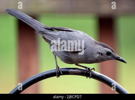 Gray Catbird sul ponte posteriore Foto Stock