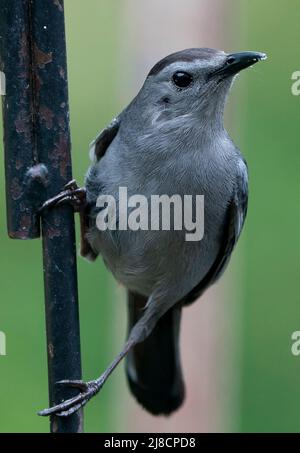 Gray Catbird sul ponte posteriore Foto Stock