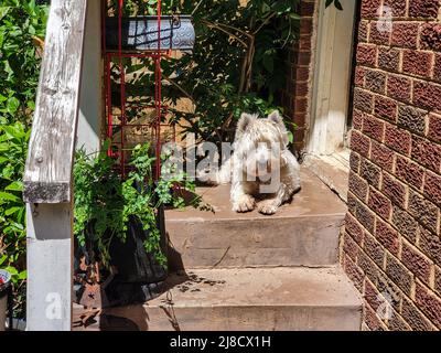 Shaggy e Dirty White West Highland Terrier giacciono su un portico posteriore grungo con un sacco di piante intorno a lui godendo il sole Foto Stock