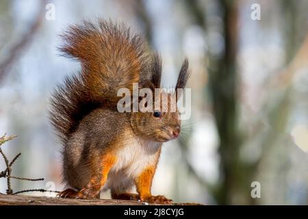 Lo scoiattolo rosso nella foresta guarda da vicino la telecamera Foto Stock