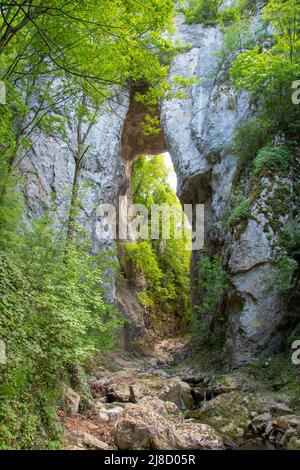 La crescita di Valja al tramonto. Una meravigliosa meraviglia della natura. Foto Stock