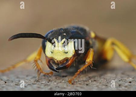 Il viso feroce si chiuse sul lupo europeo, il triangulum filanthus predatore sulle api da miele Foto Stock