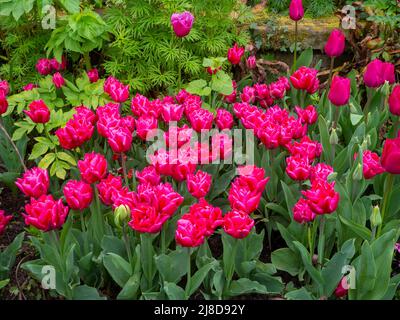 Chenies Manor Garden. Doppio tulipano rosa brillante 'Chato' piantato in massa con vibrante verde fogliame di Monkshood perenne nel bordo del giardino Sunken. Foto Stock