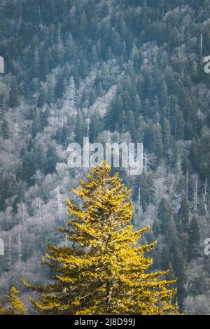 Un albero di Spruce verde brillante è il primo piano di una montagna ripida nel Parco Nazionale delle Great Smoky Mountains, Tennessee. Foto Stock