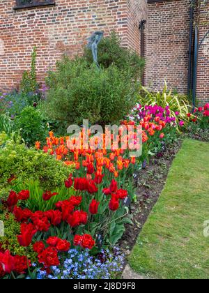 Chenies Manor Garden Sunken angolo giardino presso l'edificio Tudor. Tulipani colorati di rosso, rosa e arancio. Foto Stock