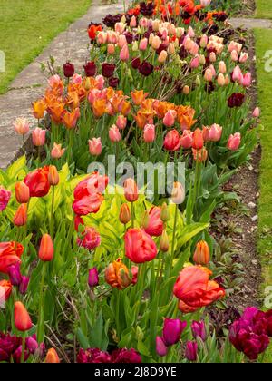 Chenies Manor Giardino tulipano confine con molte varietà vibranti piantate in gruppi. Foto Stock