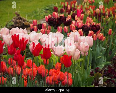 Chenies Manor Garden. Tulipani in massa nel giardino Sunken; toni rosso, rosa, arancio. Tulipa 'Hermitage', Tulipa 'Salmon Prince', Tulipa 'Request'. Foto Stock