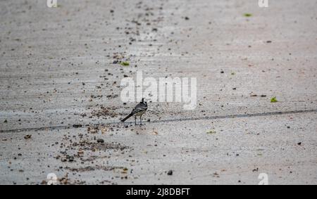 Un pied wagtail (Motacilla alba) alla ricerca di cibo su una strada asfaltata bagnata Foto Stock