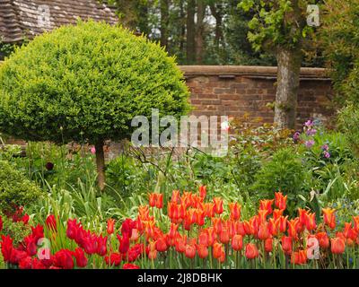Chenies Manor Garden. Tulipa 'Ballerina', tulipano fiammato, fiorito in giglio con Tulipa 'Ile de France'; parete giardino e fresco verde crescita dietro. Foto Stock